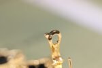 [Eternal Jewelry]CLOVER EARRINGS GOLD ONYX MOP 3 MOTIF - Image 5